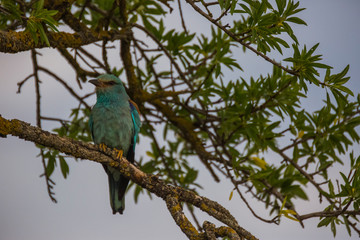 European roller in Montgai, Lleida, Spain