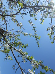 apple blossom, sky