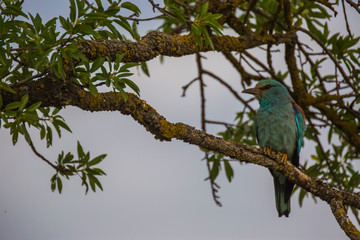 European roller in Montgai, Lleida, Spain