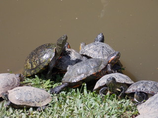 turtle on a rock