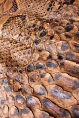 Vintage Close Up Dried Real Snake Skin Python Brown and Black