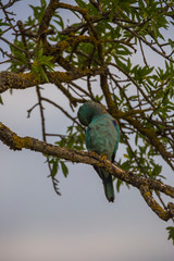 European roller in Montgai, Lleida, Spain
