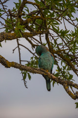 European roller in Montgai, Lleida, Spain