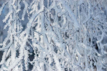 Travel photo: fluffy branches in the snow on a frosty winter day. Landscape in white and blue tones in Siberia.