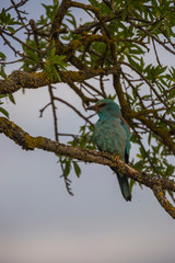 European roller in Montgai, Lleida, Spain