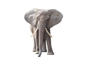 Fototapeta premium Słoń afrykański na białym tle