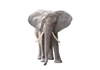Fotobehang Afrikaanse olifant geïsoleerd op witte achtergrond © Jakub Krechowicz
