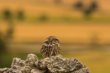 Little owl in Montgai, Lleida, Spain