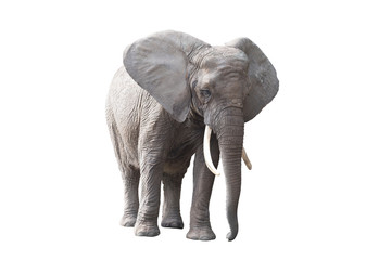 Fototapeta premium African elephant isolated on white background