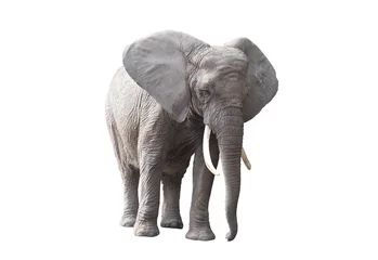 Papier Peint photo Lavable Éléphant Éléphant d& 39 Afrique isolé sur fond blanc