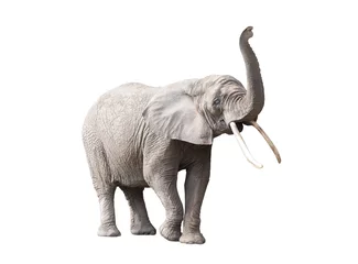 Poster Afrikanischer Elefant isoliert auf weißem Hintergrund © Jakub Krechowicz