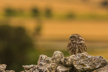 Little owl in Montgai, Lleida, Spain