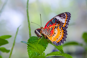 Obraz na płótnie Canvas Beautiful butterfly in nature.