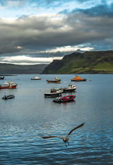 Flying Seagull Approaches At The Harbor Of Portree On The Isle Of Skye In Scotland