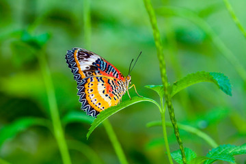 Beautiful butterfly in nature.