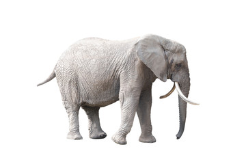 Fototapeta premium African elephant isolated on white background