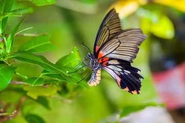 Beautiful butterfly in nature.