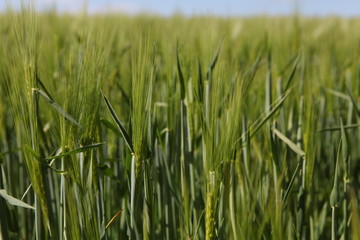 Close up of green wheat in field