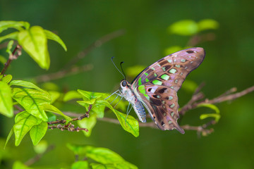 Beautiful butterfly in nature.