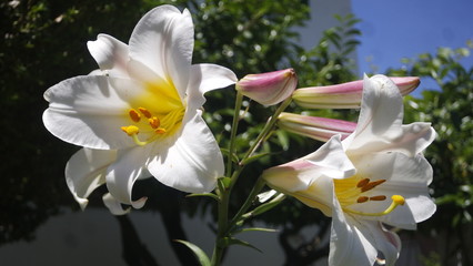 weisseblühten © Jeanrichard