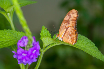 Beautiful butterfly in nature.