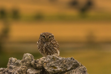 Little owl in Montgai, Lleida, Spain