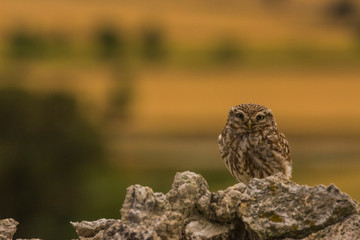 Little owl in Montgai, Lleida, Spain