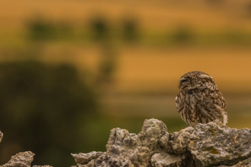 Little Owl in Montgai, Lleida, Spain