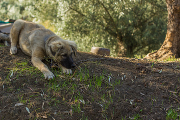 playful domestic puppy portrait on a leash in park outdoor garden natural environment 