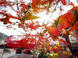 sakura and autumn leaves