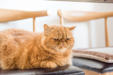 Garfield cat resting on a chair