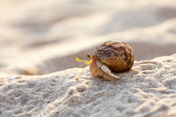Small hermit crab in the sand of the island Koh Mook, Thailand