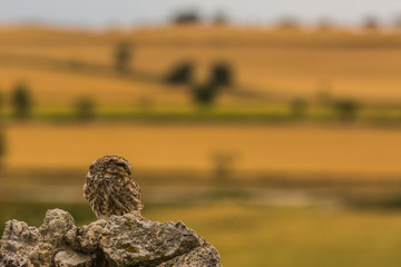 Little Owl in Montgai, Lleida, Spain