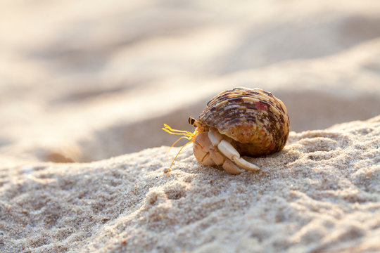 Small hermit crab in the sand of the island Koh Mook, Thailand