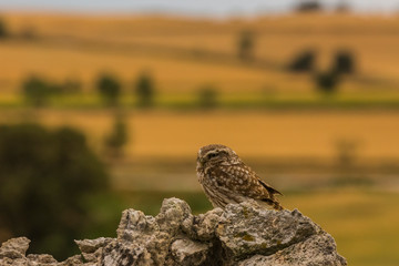 Little Owl in Montgai, Lleida, Spain