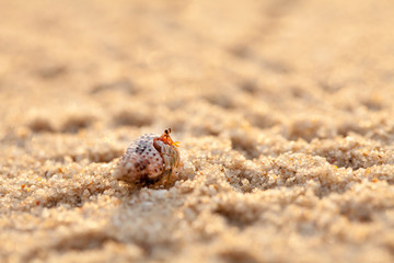 Small hermit crab in the sand of the island Koh Mook, Thailand