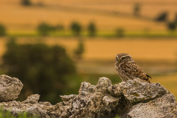 Little owl in Montgai, Lleida, Spain