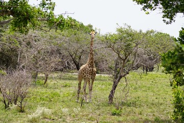giraffe in Maputo Special Reserve Mozambique Africa