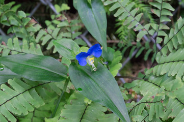 Blue flower of the Mitarai ravine Nara,Japan.