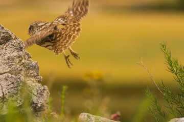 Little Owl in Montgai, Lleida, Spain