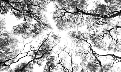 Leafless branches isolated on white background