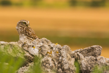 Fototapeta premium Little Owl in Montgai, Lleida, Spain