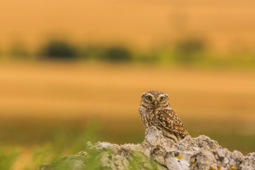 Little Owl in Montgai, Lleida, Spain