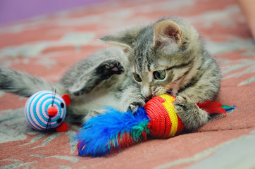 Cute home kitten playing with toys.