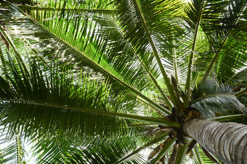beautiful palms coconut tree