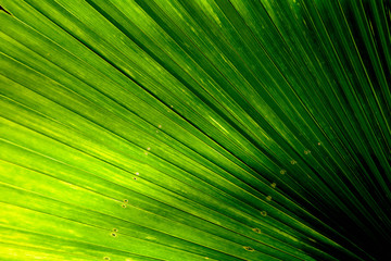 Obraz premium Lines and textures of Green Palm leaves