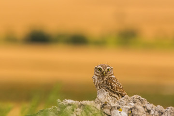 Little owl in Montgai, Lleida, Spain
