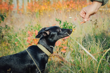 Man gives food to a mongrel dog.