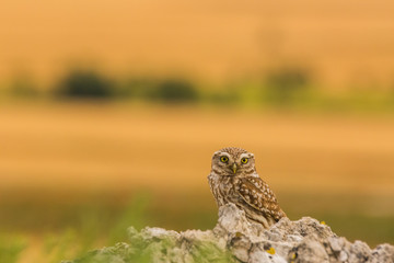 Little owl in Montgai, Lleida, Spain