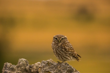 Little owl in Montgai, Lleida, Spain